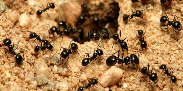 Images American Termite & Pest Control