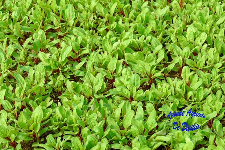 Images Aziende Agricole De Divitiis