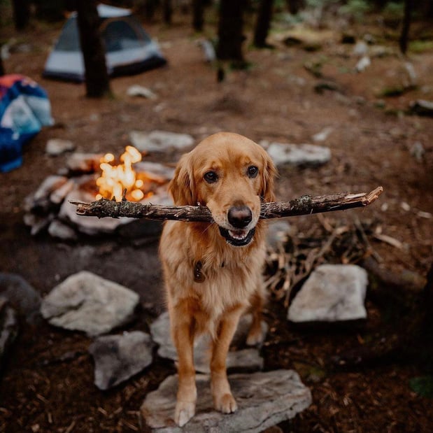 Images Great Outdogs