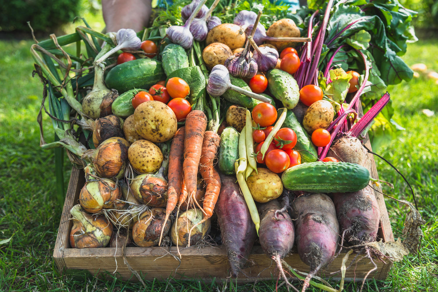 Obst- und Gemüseabteilung
In unserer Obst- und Gemüseabteilung wartet auf Sie ein reichhaltiges Sortiment. Gerade bei Bio-Produkten finden Sie eine große Auswahl bei uns. Wir bieten Ihnen viele Wahlmöglichkeiten bei unseren Gemüsesalaten an und versorgen Sie mit vielfältigen Variationen von Exoten.