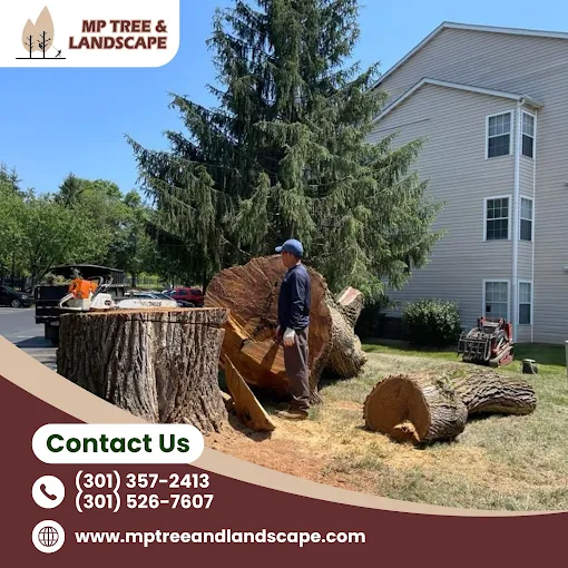 Images MP Tree & Landscape
