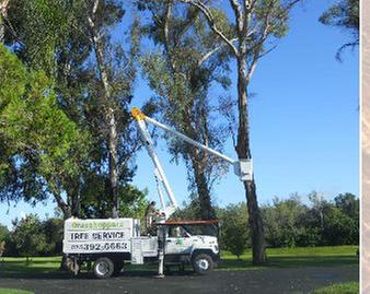 Images Grasshoppers Tree Service