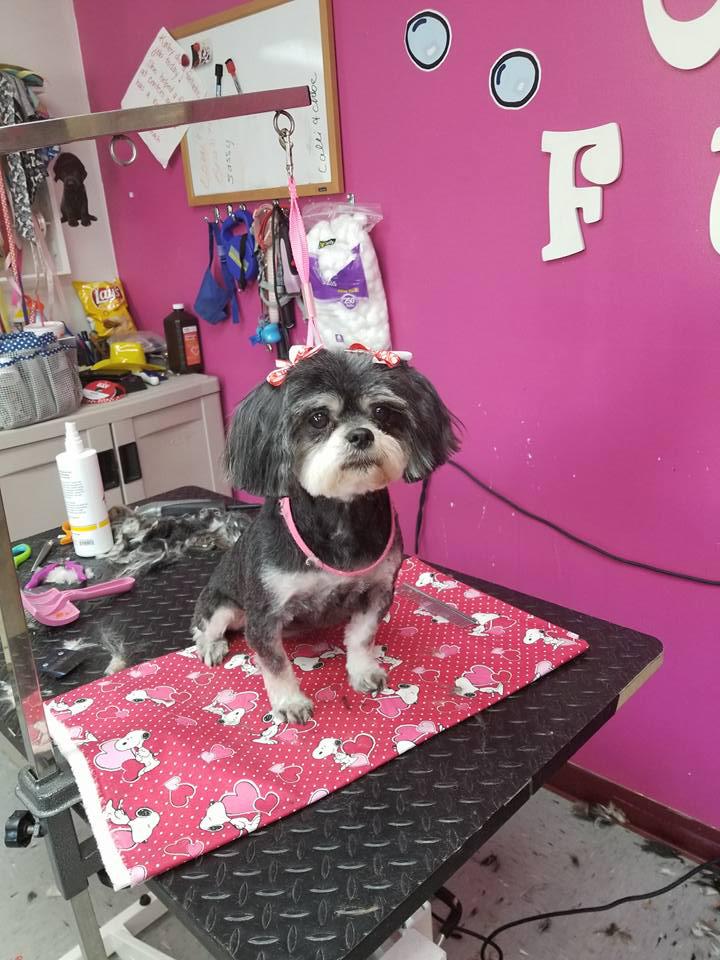 All About Dogs Pet Grooming in Springfield, IL (913) 6838979