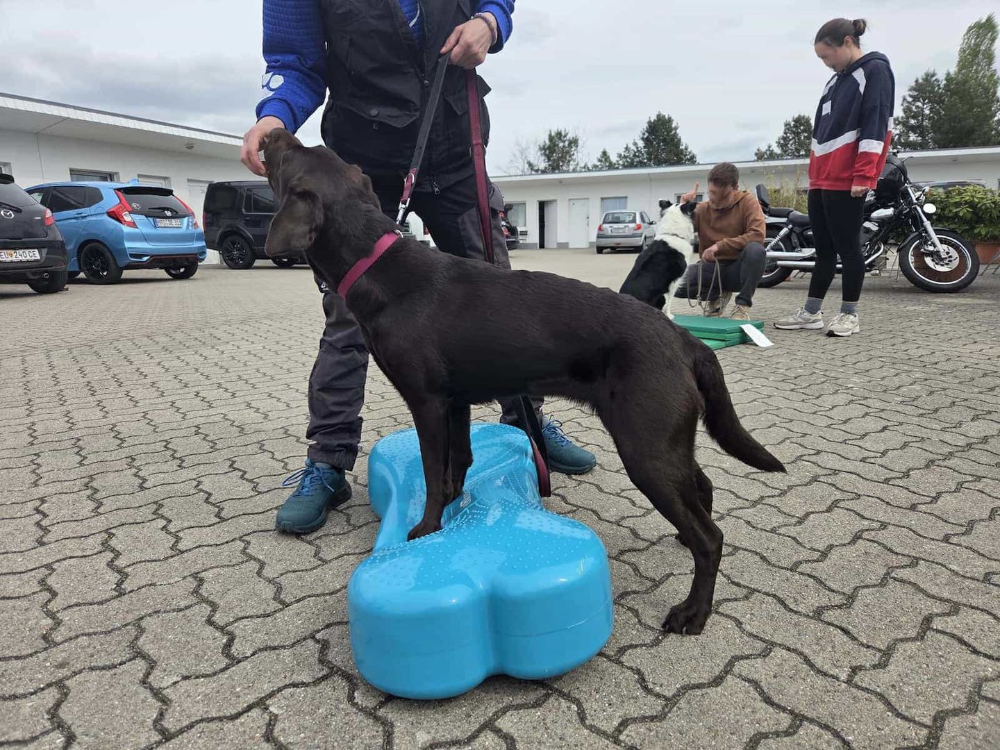 Bilder Hundephysiotherapie Rostock | Tierphysiotherapie Rostock