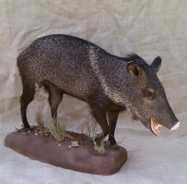 Images Safari Life Taxidermy