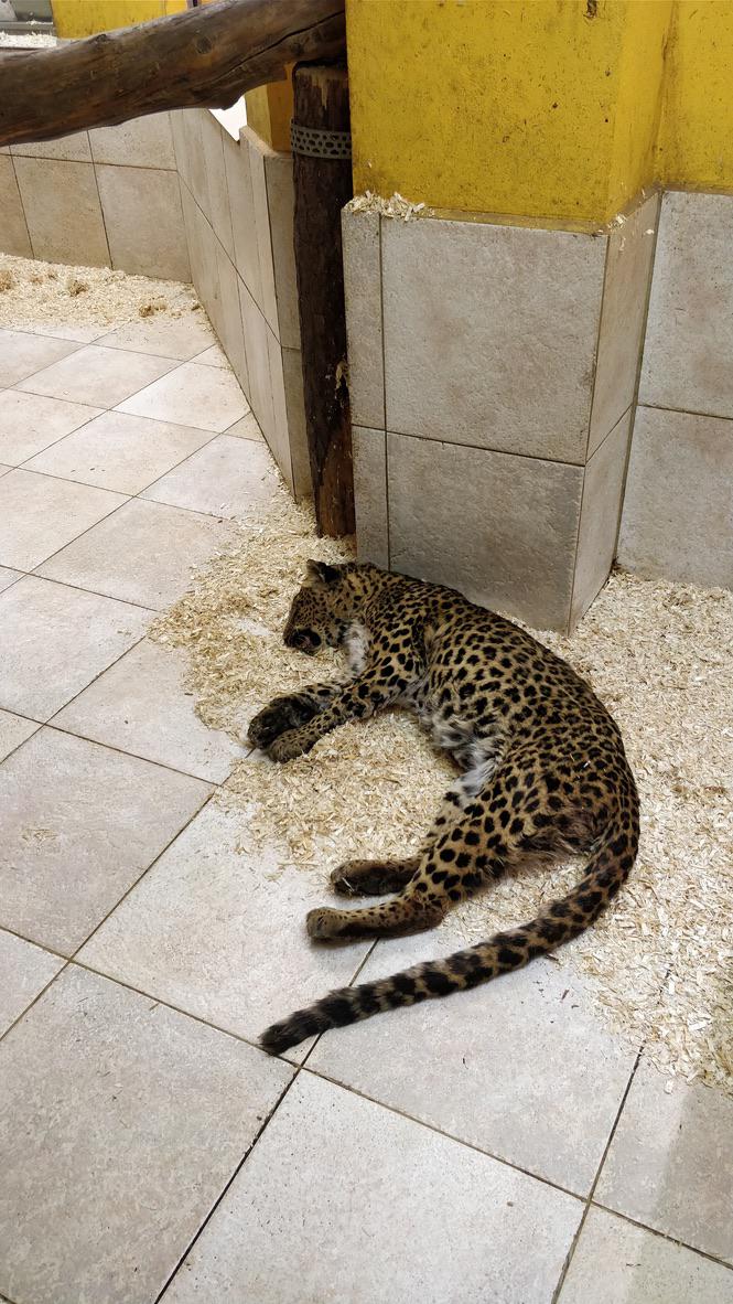 Leopardin mit Gebärmuttervereiterung