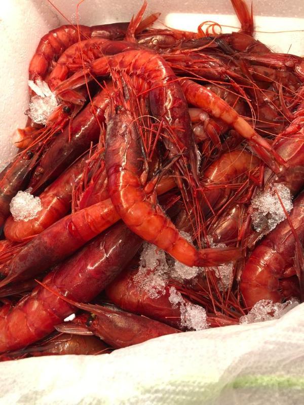Images Misterfish Pescheria