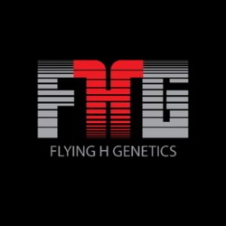 Flying H Genetics Logo