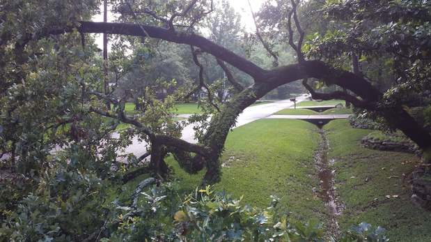Images TNT Tree Service