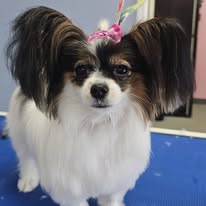 Lux Fur Pet Salon Image