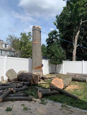 Images Wilson Tree & Landscaping Service