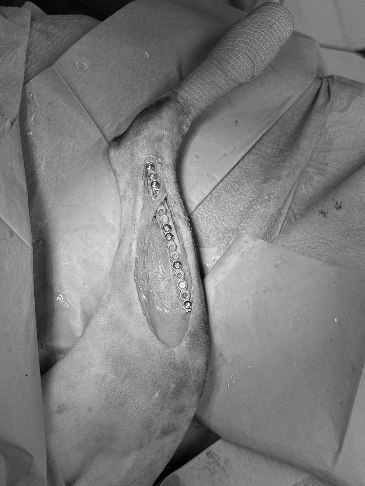 Images Streatham Hill Veterinary Surgery