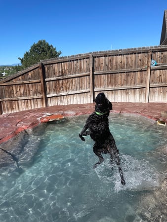 Images VCA Mountainview Animal Hospital & Pet Lodge