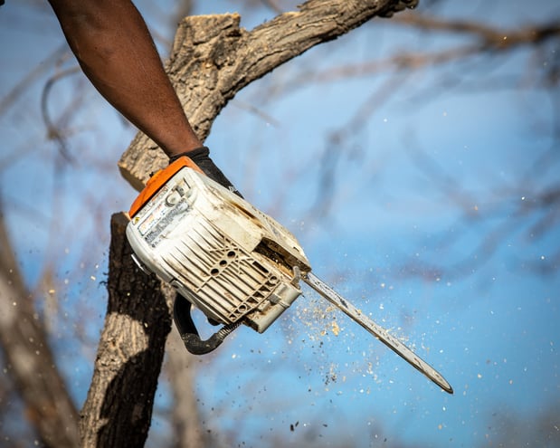 Images King Tree Service