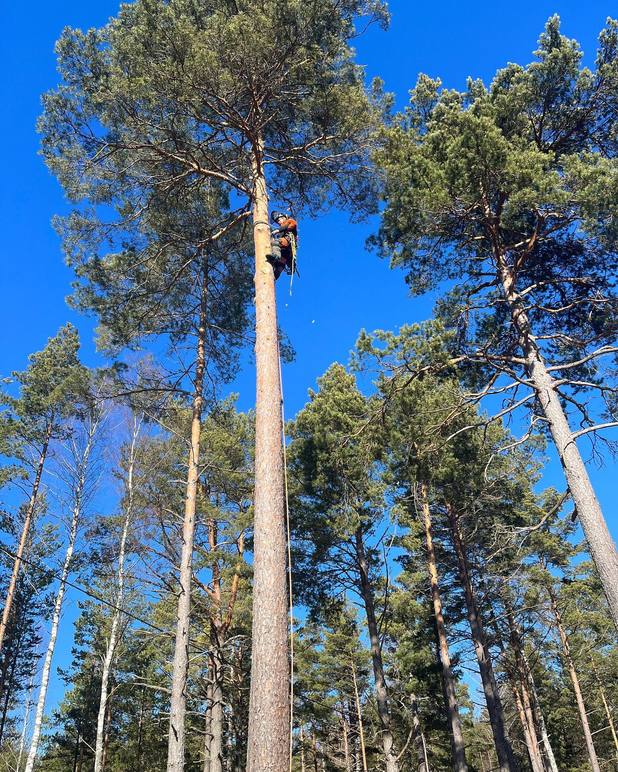Images Trosa Trädfällning AB