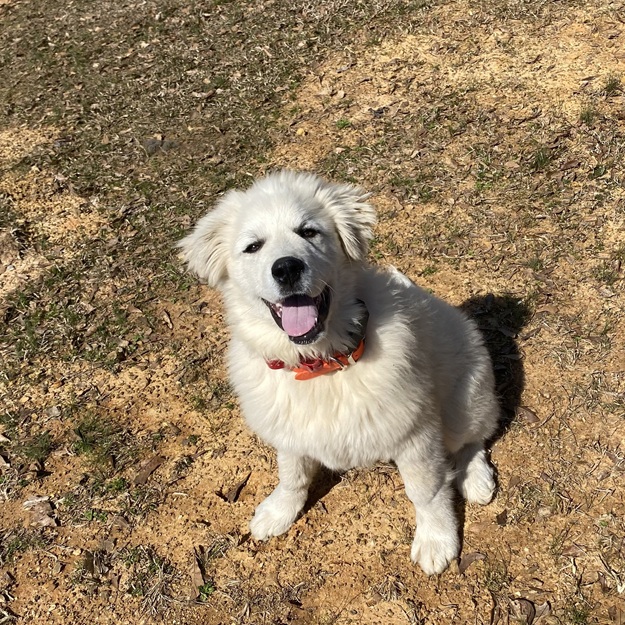Happy Invisible Fence® dog trainee in Huntsville, Alabama