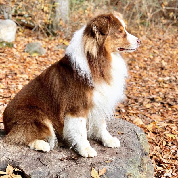 Images Canine Synergy LLC