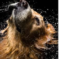 Images Golden Beauty for Dogs