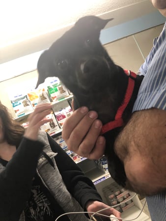 Images Melrose La Brea Animal Hospital