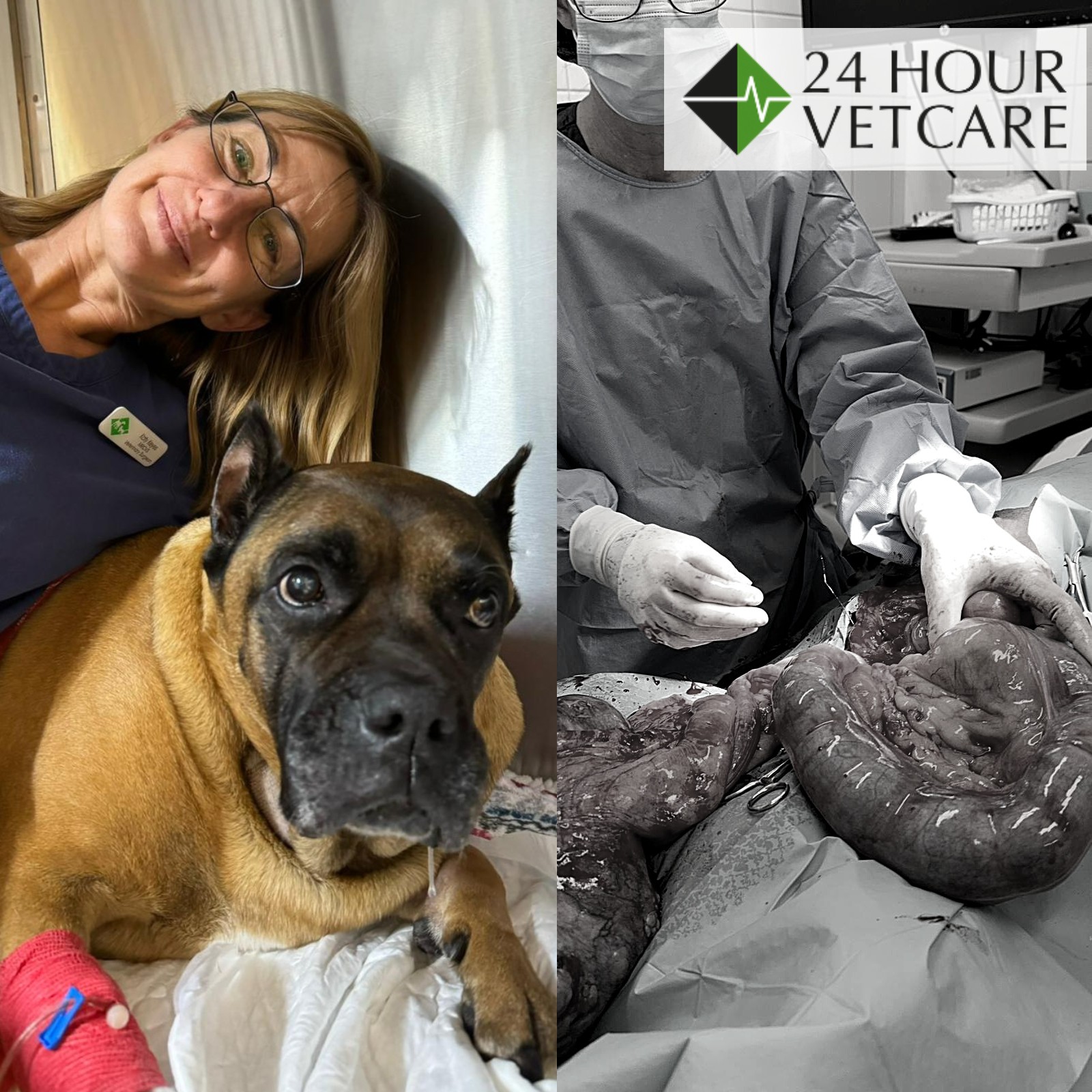 Images Streatham Hill Veterinary Surgery