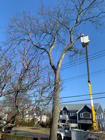Images Guayos Landscaping & Tree Service