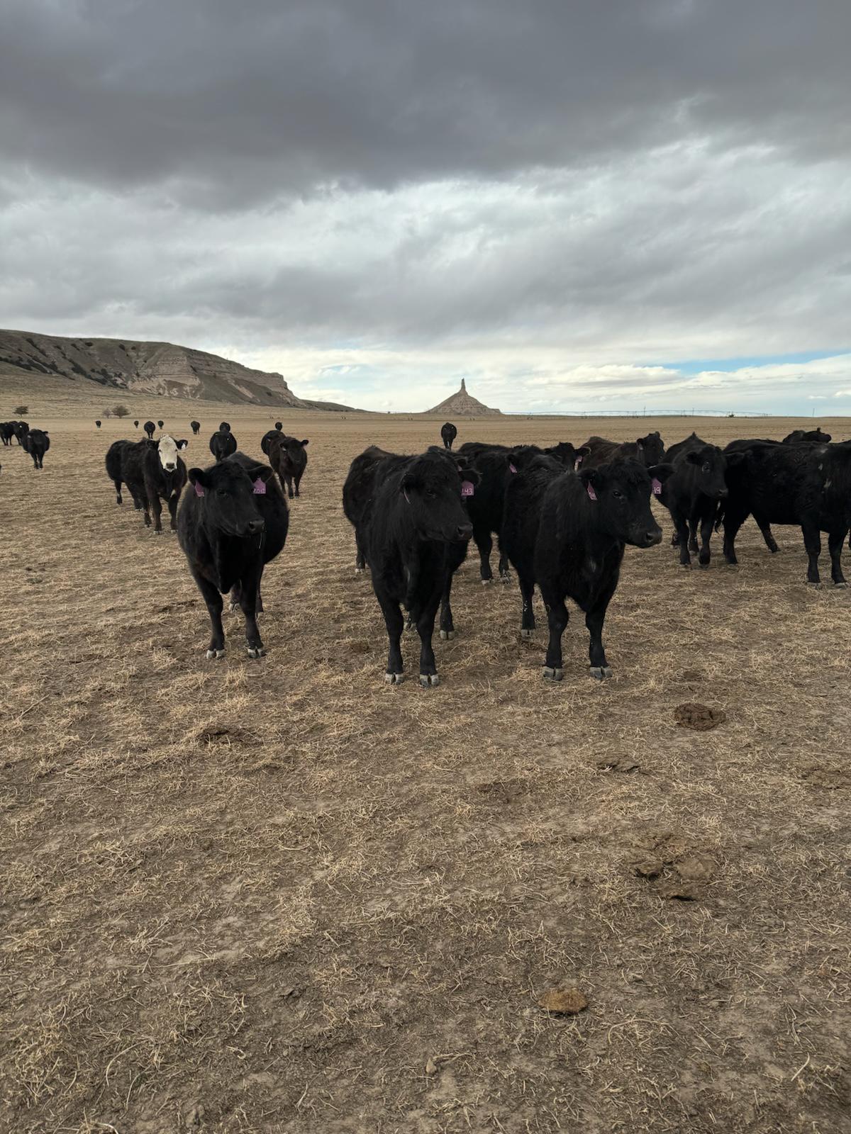 It's National Ag Week - drop us a picture of where you are in Agriculture this time of year. Are you calving? Are you getting anxious for spring planting? Here's one from feeding time.