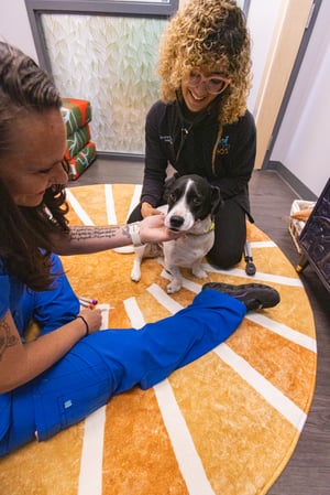 Images PetVet365 Pet Hospital Denver / University