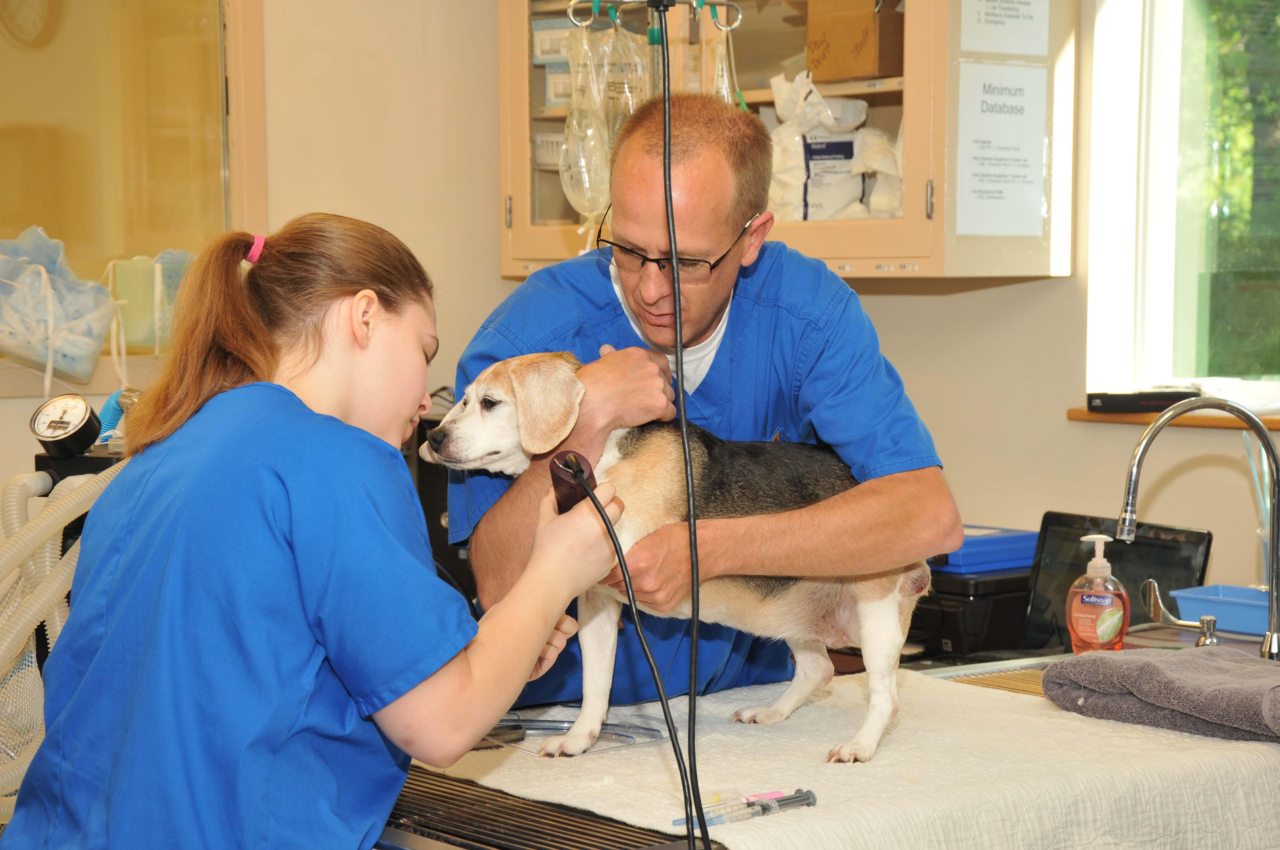 One of our veterinary technicians is shaving this patient’s paw for insertion of an IV catheter before surgery.