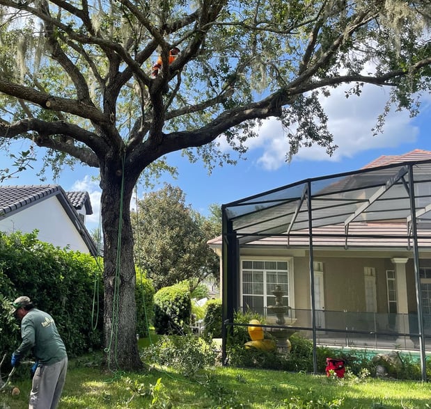 Images Tree Amigos Orlando