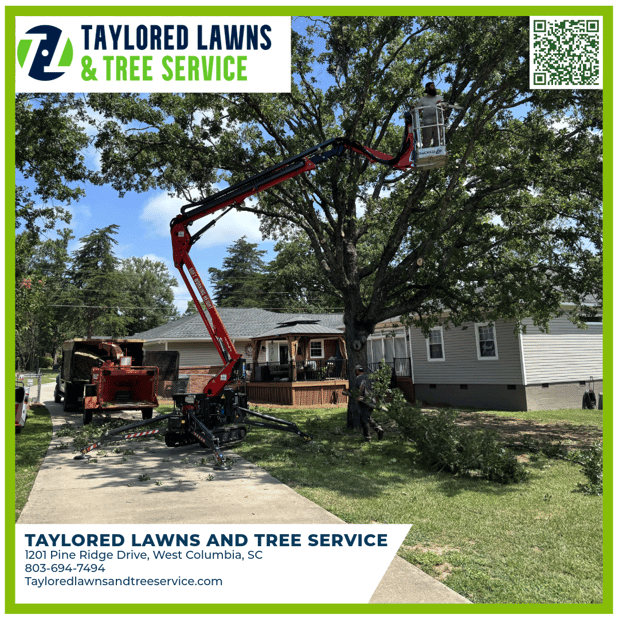 Images Taylored Lawns & Tree Service