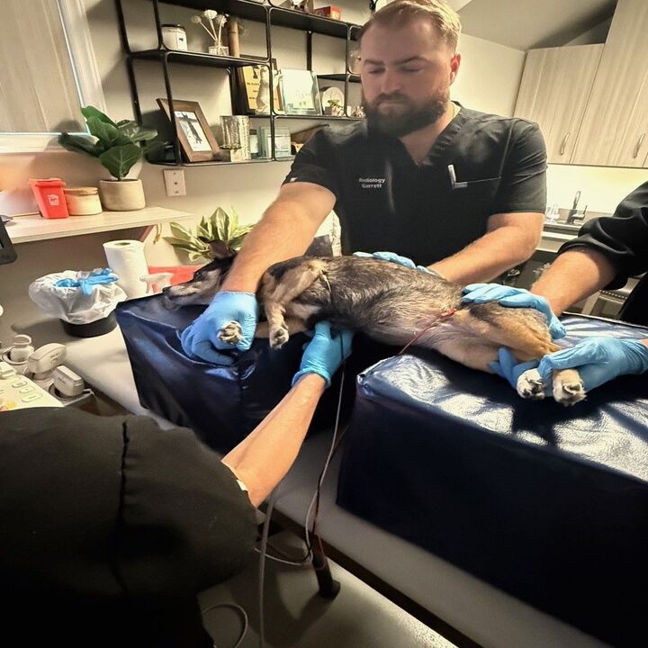 Images Carolina Veterinary Mobile Radiology  Inc