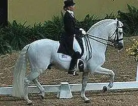 Images Mayfield Saddlery