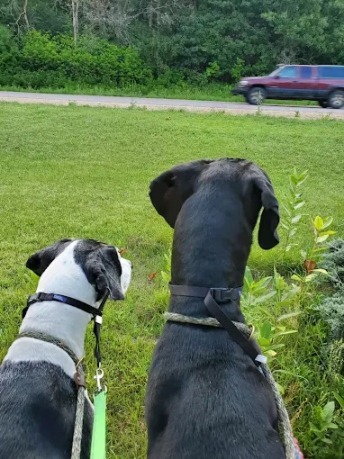 Images All  Pets Great & Small Boarding