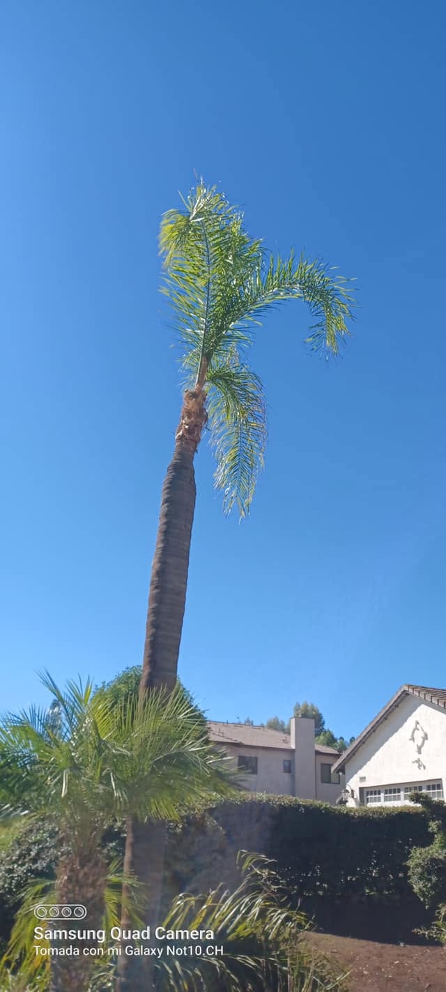 Francisco Landscaping & Construction - Palm Tree Trimming 