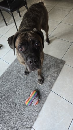 Images Your Trusted Pet Sitter