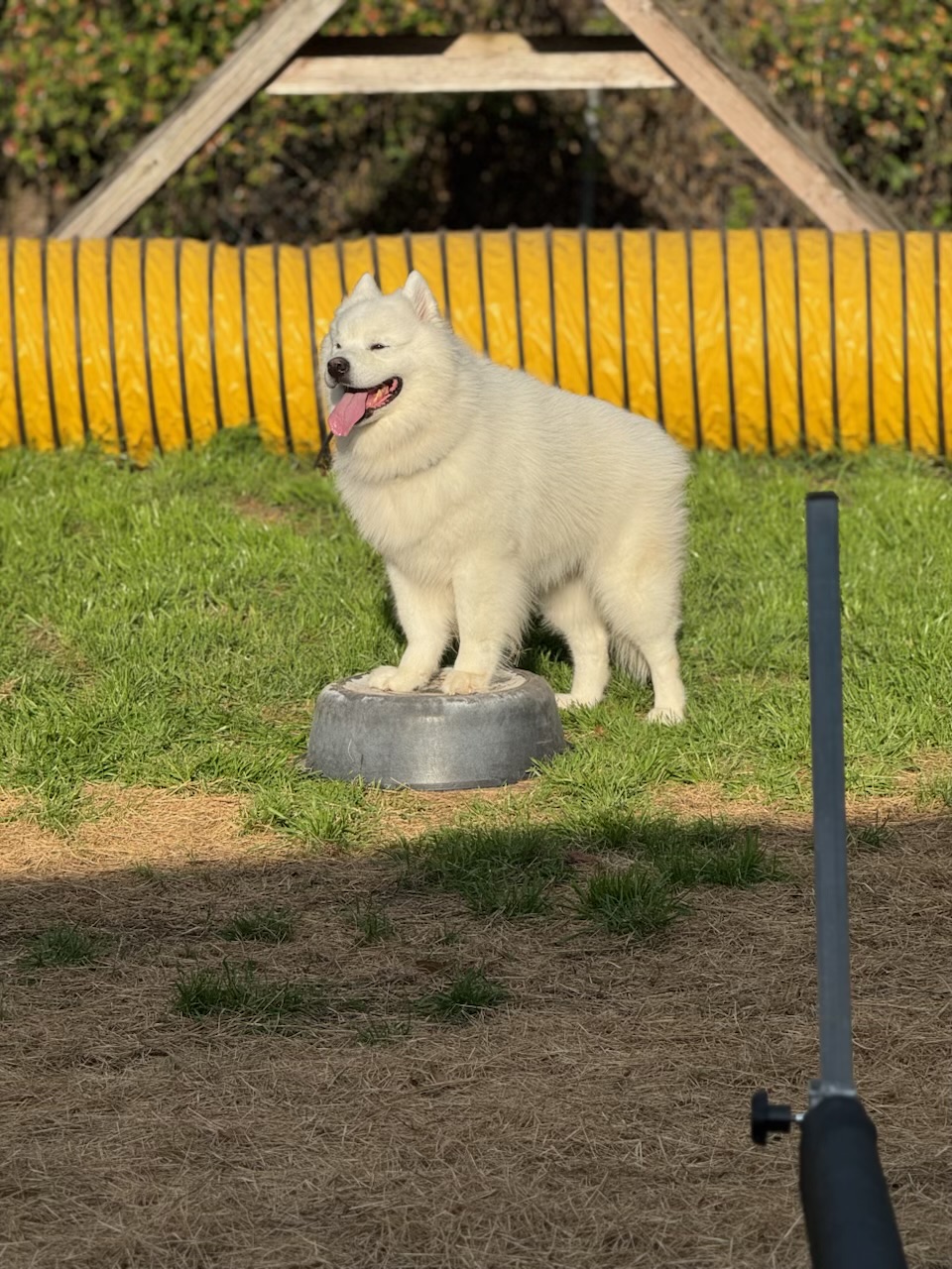 Russell's K9 Academy Image