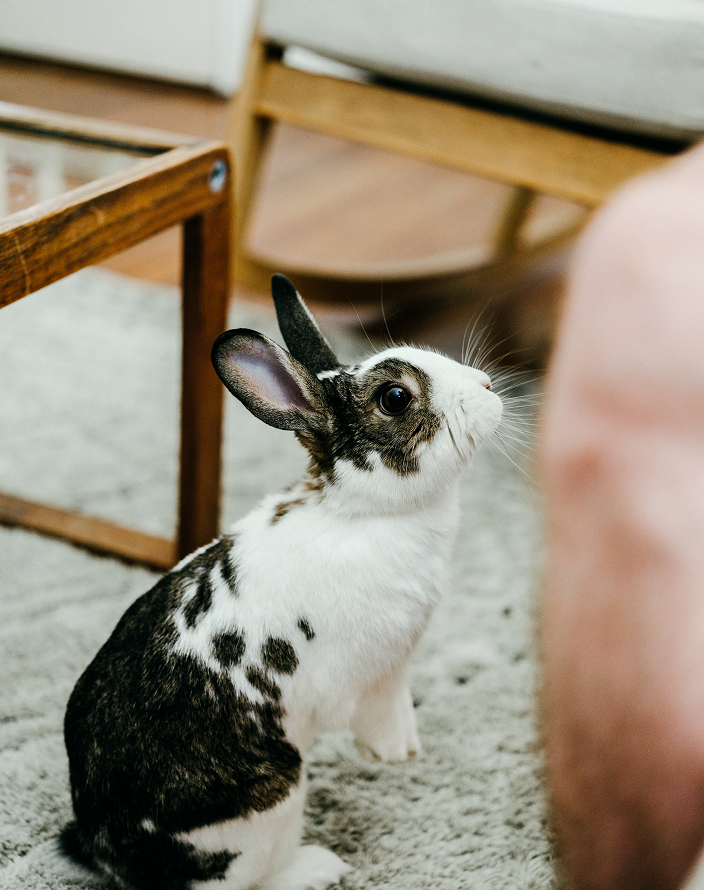 A pet bunny looking up at their owner.