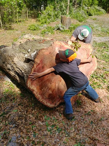 Images Branch Out Tree Service LLC