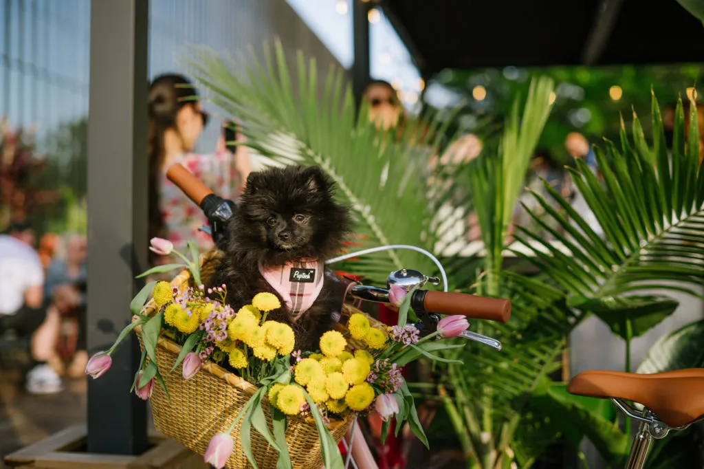 Image of Local Pet Event The SCOOP EVENT: Bellworks Yappy Hour Nearby