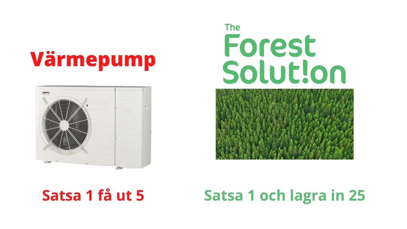 Images The Forest Solution