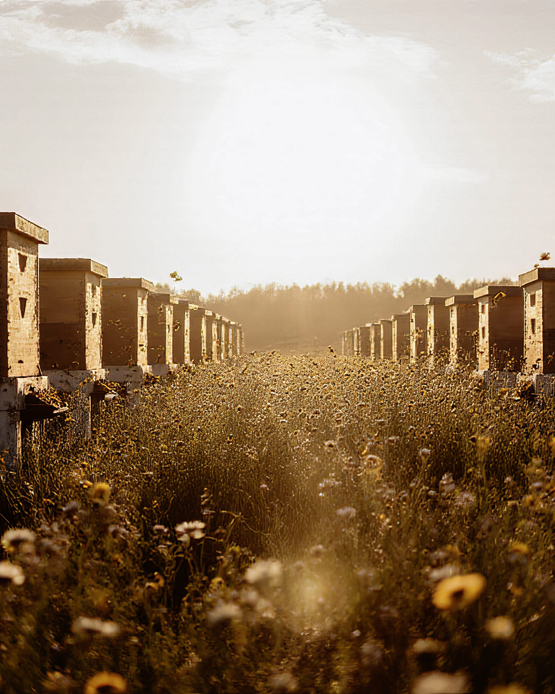 Agapie - Produzent & Lieferant für Bienengift, Gelee Royal, Propolis, Johannesstraße 39-45 in Stuttgart