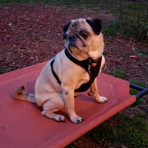 Images Danny's Pet Care LLC