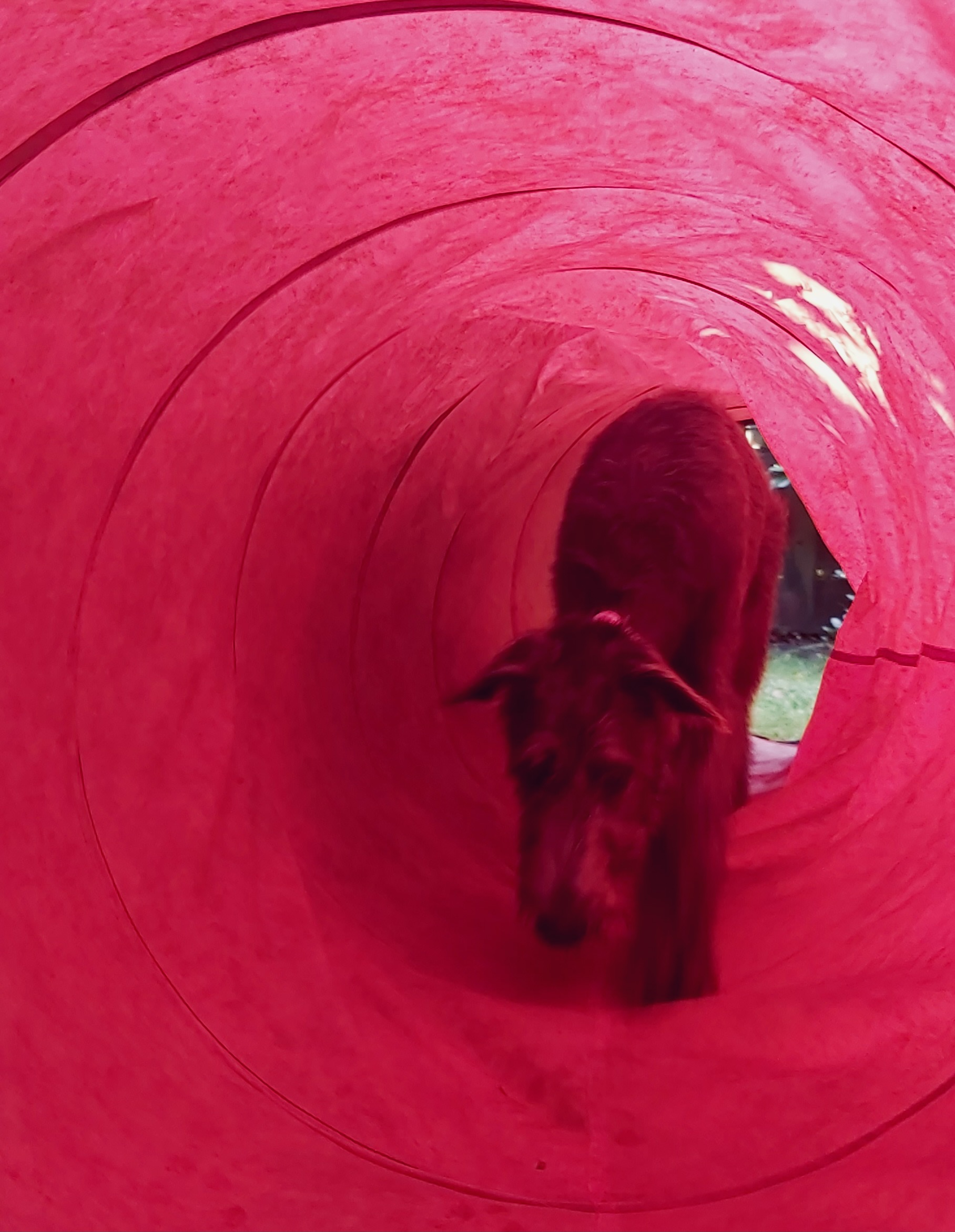 Hundecollege Hamburg, Farnstieg 9 in Hamburg