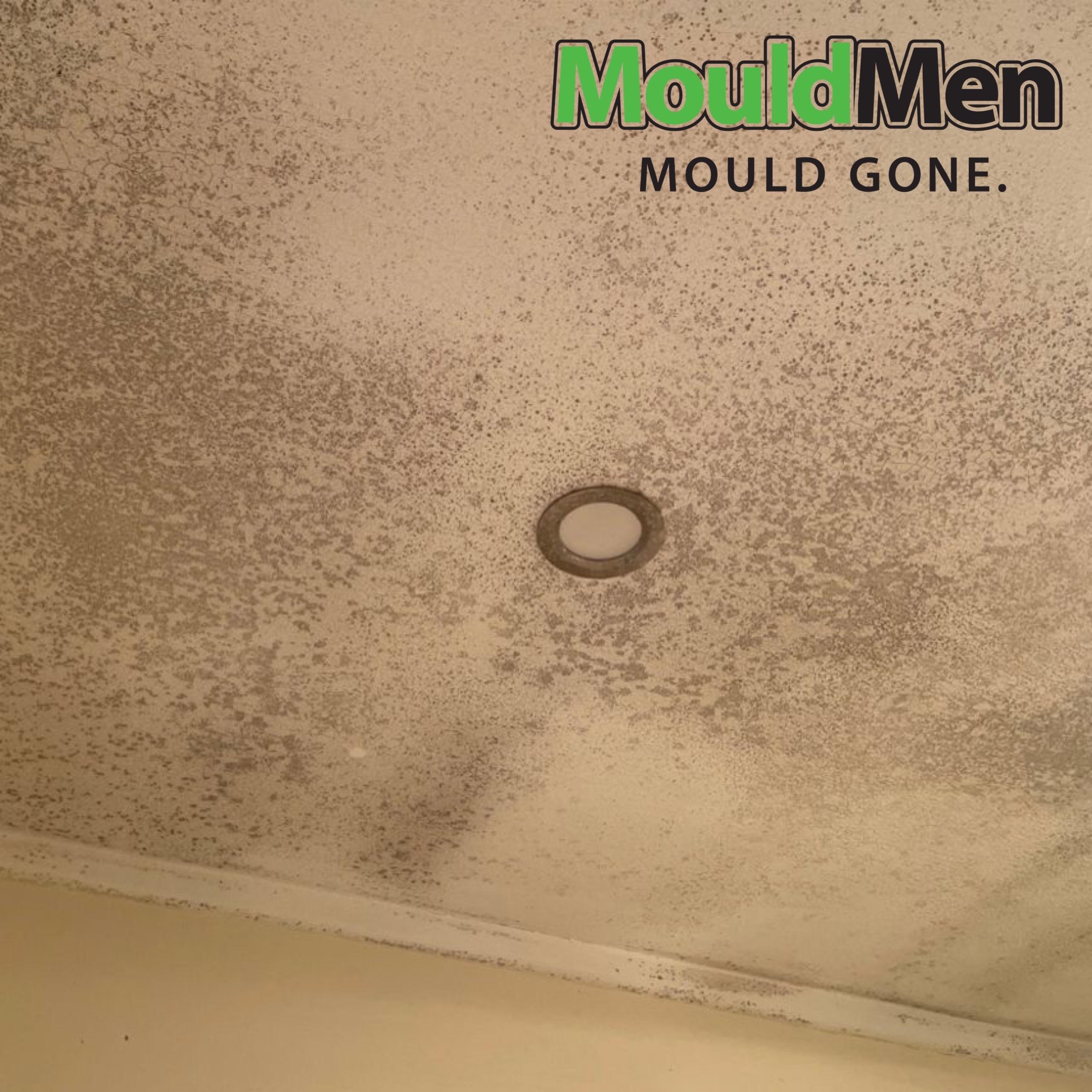 Images MouldMen - Mould Gone