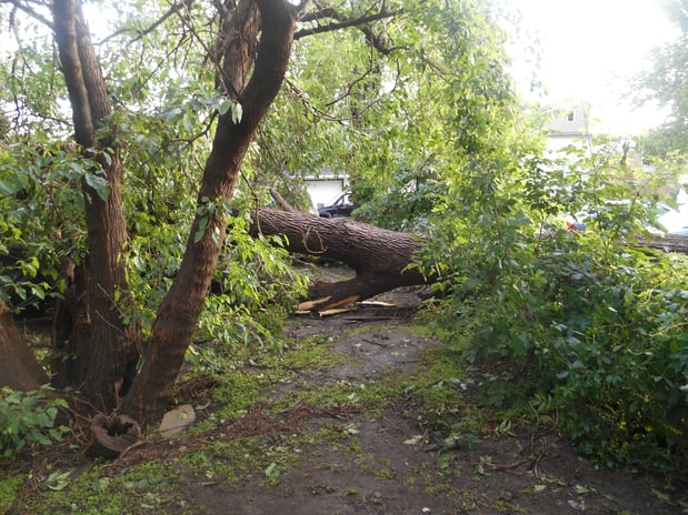 Images Wellman Tree Service