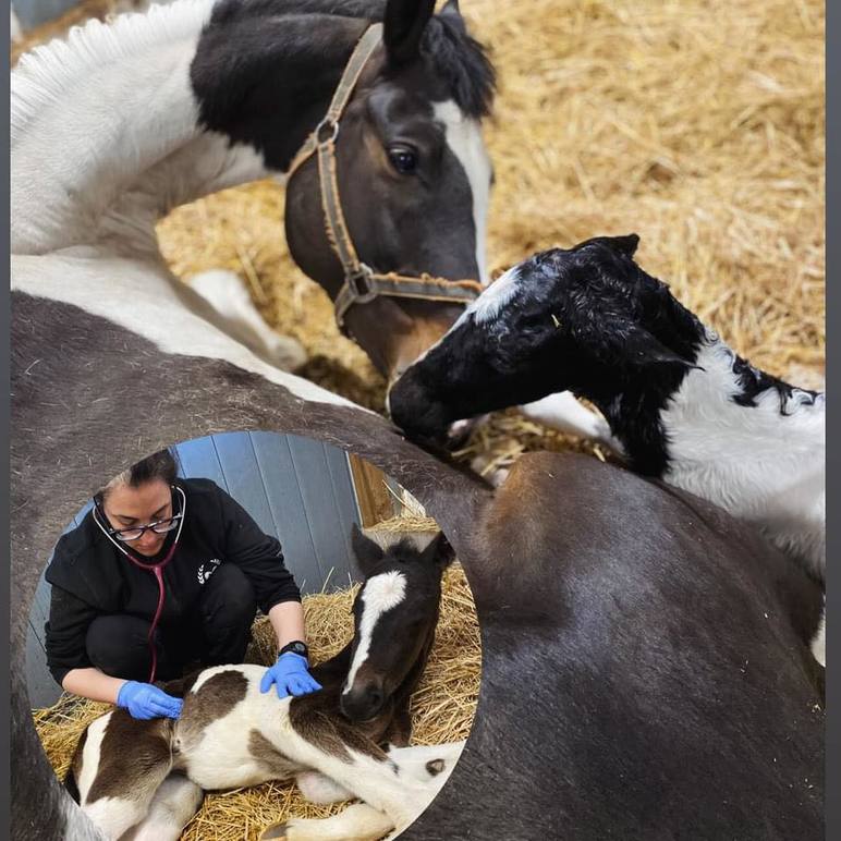 Images Hunseberg Semin & Veterinärstation AB