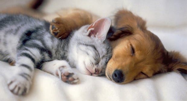 Images Animal Clinic of Bay Ridge