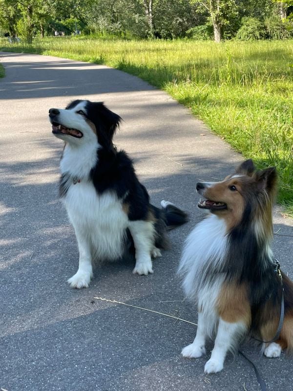 Images Smiling Dogs Addestramento Cani e Cuccioli