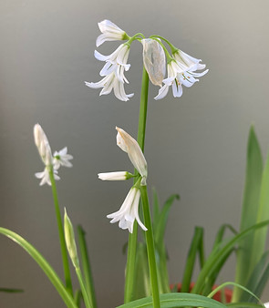 Emilia Mihalydeakpal DaMa Pflanzendesign, Felsplattenstrasse 24 in Basel