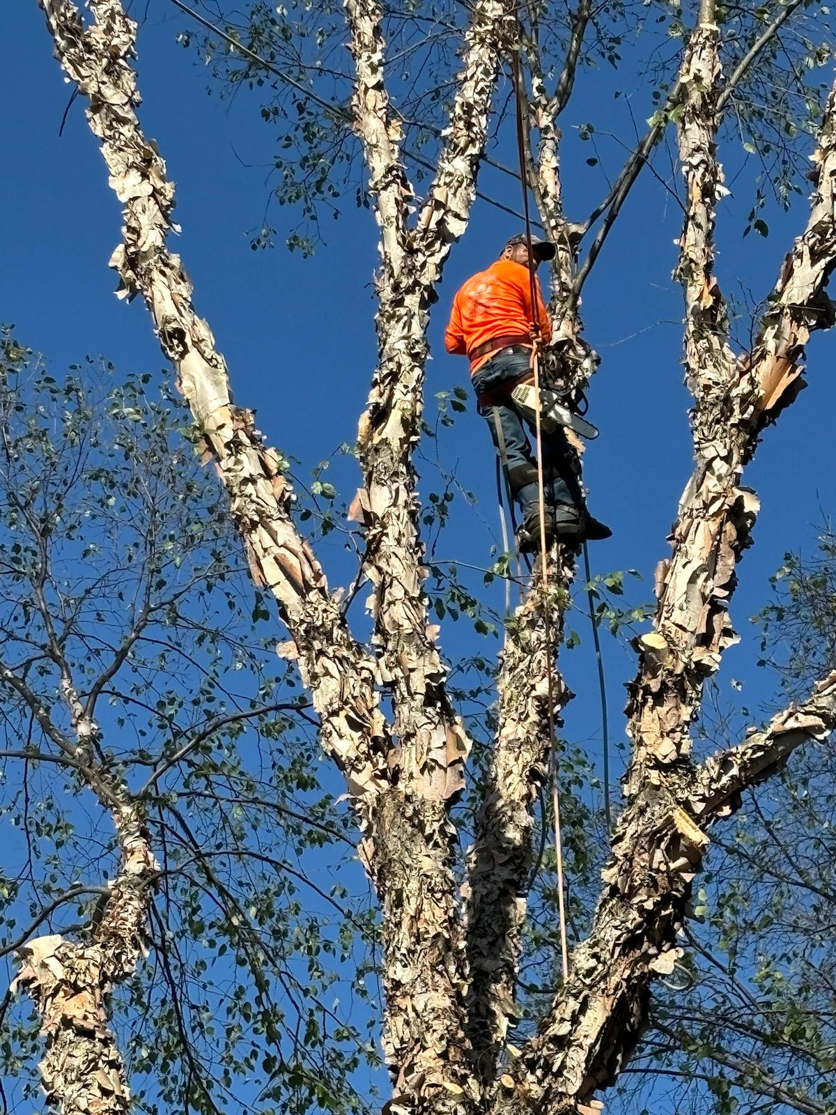 David Tree Service - Tree trimming